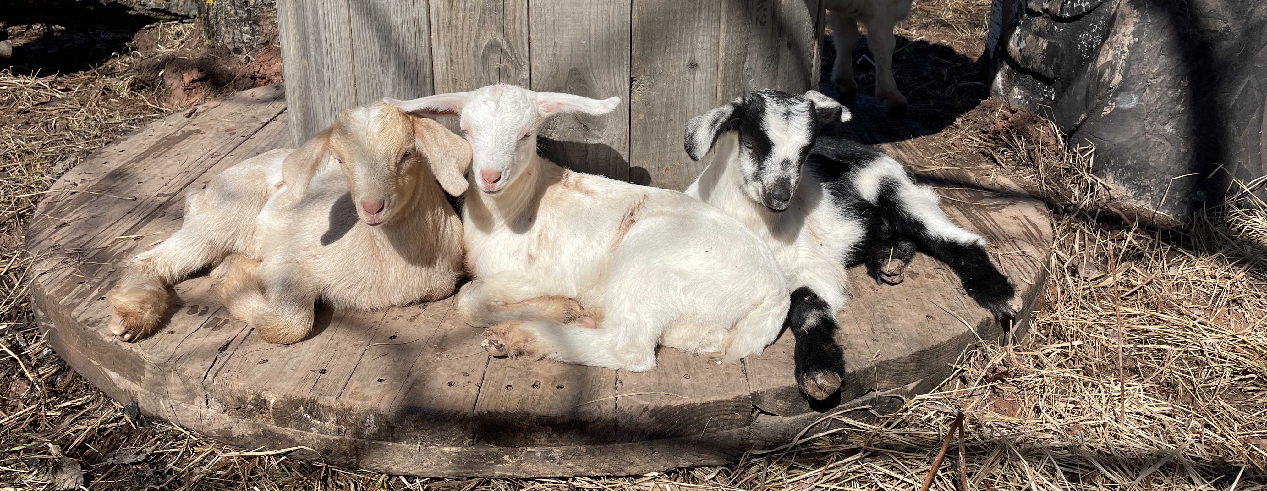baby goats laying under spindle.jpg