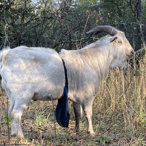 billy goat.png