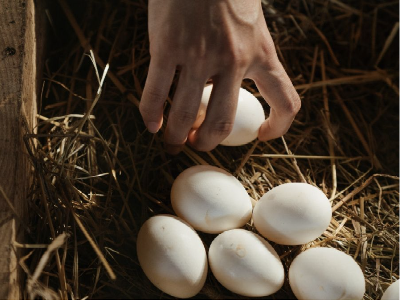 gathering eggs.png