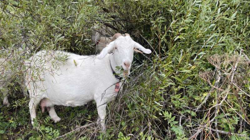 goat grazing.png