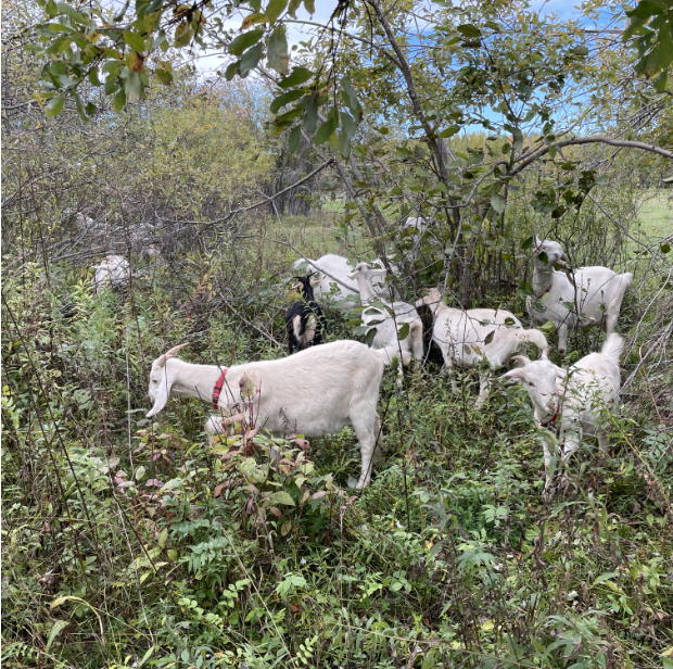 herd grazing 2e.jpg