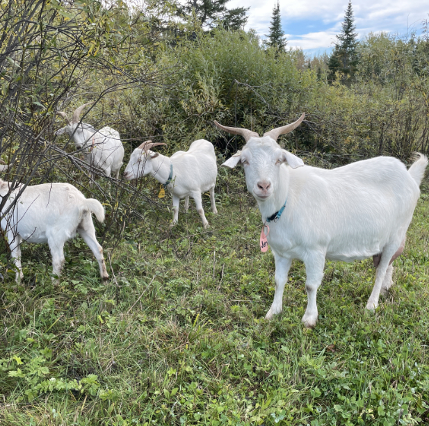 herd grazing e.jpg