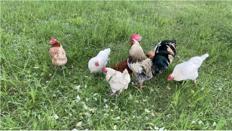 laying chickens.png