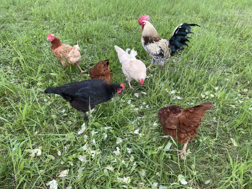 laying hens 2e.jpg