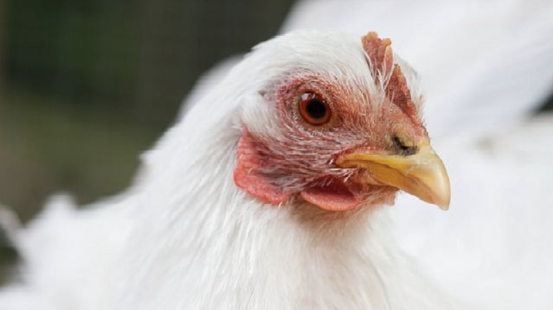 meat chicken.png