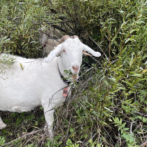 nanny goat grazing.png