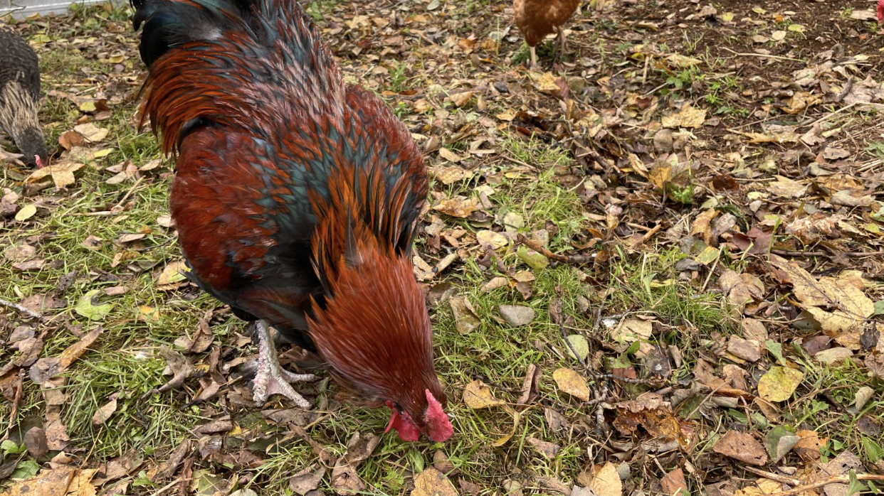 rooster e.jpg